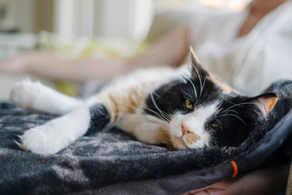 Snuggle Bed